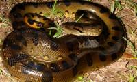 Scary nape with the largest mouse hunting screen in the world of the giant 'beast' Anaconda