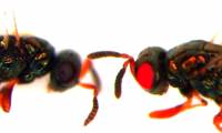 Science created a shocking red-eye mutant bee