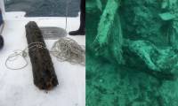 Scientists conducted an expedition to explore an ancient forest of 60 thousand years old