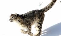 Scientists have discovered 3 new species of snow leopard