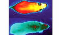 Scientists identify genes capable of burning brown fat