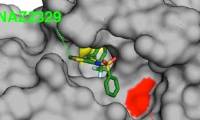 Scientists identify target receptors for the treatment of glioblastoma
