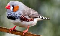 Scientists read the bird's brain and know what it is about to sing
