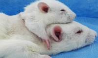 Scientists successfully concatenated two-headed mice