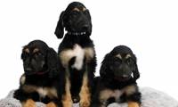 Scientists successfully replicated the world's first cloned dog