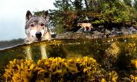 Sea wolves specialize in eating salmon and can swim for many hours in the ocean in Canada