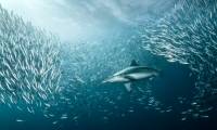 Sharks plunge into gobbling up giant fish thousands