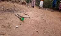 Shivered to see the cobra writhing up and spitting out plastic bottles in India