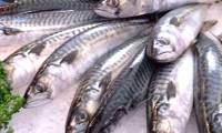 Simple tips make it easy to identify fresh, delicious fish