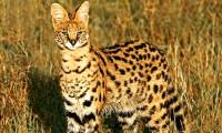 Snake dead readers fool African wild cats