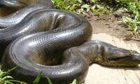 South American monsters - Spawn anaconda or spawn?