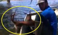 Spectacular sight of a man using a boat to save the deer from deep water