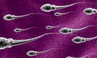 Sperm also has a 'switch' that helps to turn on and off