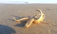 Starfish can walk at a speed of 1 m / min, and this is how they move