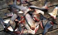 Stop eating food from sharks if you don't want to lose your mind