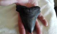 Storm Matthew unearthed giant prehistoric shark teeth
