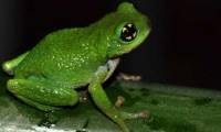 Strange story about frogs laying eggs and taking eggs in bamboo trees