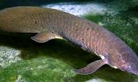 Strangely, fish can live on land for five years without dying