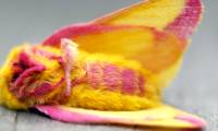 Strangely, moths of brilliant colors are extremely similar to stuffed animals