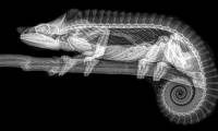 Stun with X-ray images of zoo animals