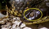 Successfully decoding the island mystery has hundreds of poisonous tiger snakes blinded