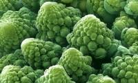 Super beautiful photos of everyday food are viewed through a microscope