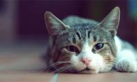 Synthetic 70 cute cat wallpapers for phones
