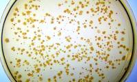 Synthetic enzymes can be catalysts for artificial life