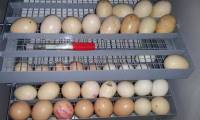 Technical procedure for selecting and incubating chicken eggs by machine