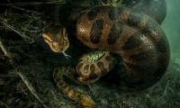 Terrifying spectacle: Anaconda's male python to death after the 'rain cloud'