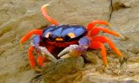 The 10 most exotic crabs in the world you've probably never seen before