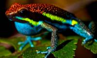 The 10 most powerful venom animals in the world, if you meet you should stay away