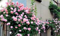 The beautiful balcony flowers, easy to live