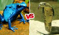 The difference between snake venom and toad toxin