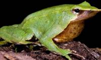 The greatest frog father on the planet, swallowing tadpoles emitting a frog frog