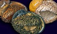 The most exotic snail in the world makes the US military study