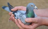 The most expensive animals on the planet, the most expensive ones cost $ 4.1 million