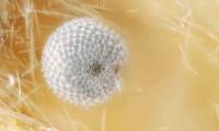 The most unique and beautiful nest eggs in the world of insects