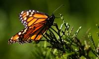 The new butterfly was first found in Israel after 109 years