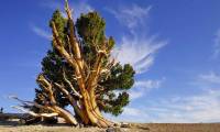 The oldest tree in the world 'old' 9550 years old