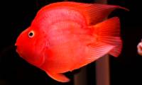 The ornamental fish wrapped around the master's hand asked to caress and play like a cat