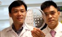 The patch under the skin helps burn fat in the body