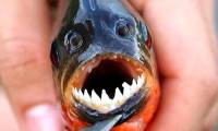 The Piranhas are not as aggressive as we thought they were, making them the 'most terrifying planet on the planet'.