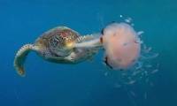 The poisonous sea turtle tugs the jellyfish eat voraciously
