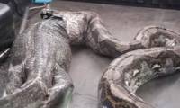 The python vomit is 1.5 meters long when rescued