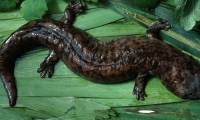 The rare giant 'living fossil' salamander stuck two years in the sewer line