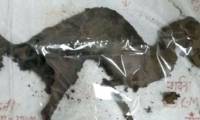 The remains of dinosaur suspects were discovered in Uttarakhand, India