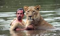 The scene of lions rushing to embrace their benefactors in a prey posture makes viewers watch their hearts