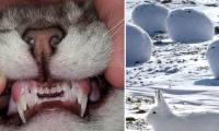 The series of photos proving the world has so many strange things that we have never known
