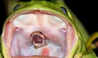 The small snake desperately took the last breath from the frog's throat